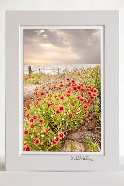 4 x 6 luster print in a 5 x 7 ivory mat of Gaillardia, known as Joe Bells at Kitty Hawk beach on the Outer Banks of NC.