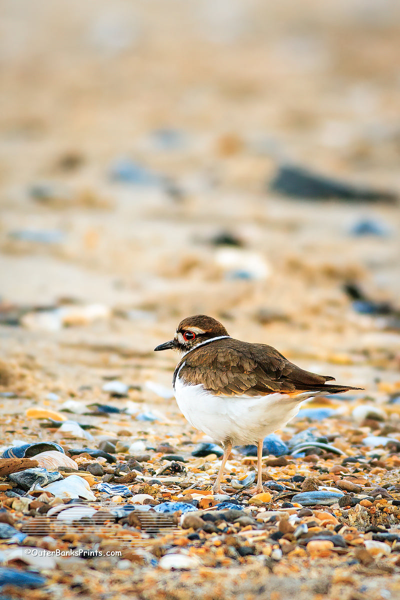 Killdeer Outer Banks Birds Outer Banks Photo Prints