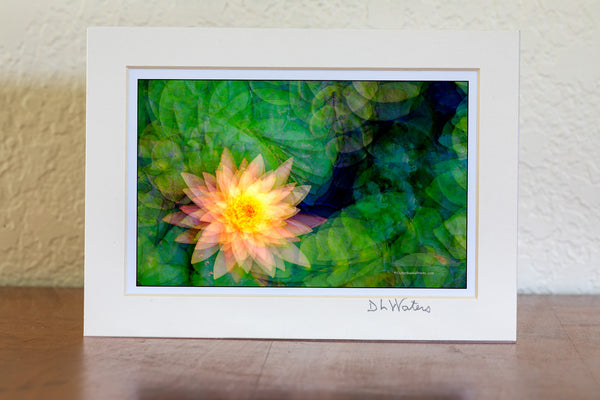 Lily Impression Multiple exposures of a water lily in my backyard pond taken on the same frame, while twisting the camera between shots.