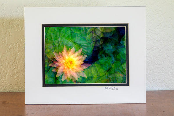 Lily Impression Multiple exposures of a water lily in my backyard pond taken on the same frame, while twisting the camera between shots.
