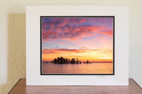 8x10 luster print in a 11x14 ivory and black double mat of A line of Cypress trees at sunrise in Lake Mattamuskeet, North Carolina.