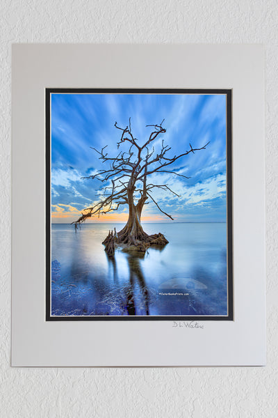 5 x 7 luster prints in a 8 x 10 ivory and black double mat of