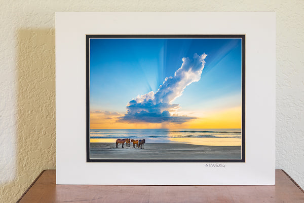 8x10 in 11x14 Ivory and black double map of Herd of wild horses on a Outter Banks beach in Carova, NC under a magnificent morning rain cloud.