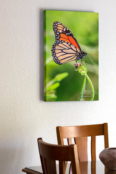 Monarch Outer Banks Critters