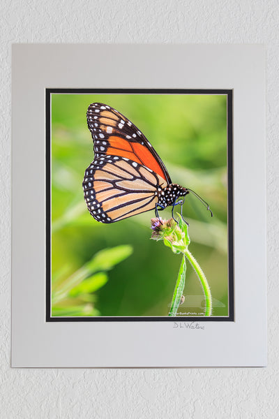 Monarch Outer Banks Critters