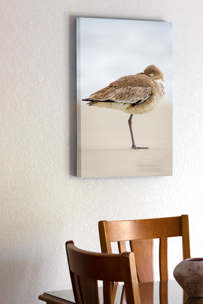 I photographed this Willet napping on a foggy moring on the beach at Cape Hatteras National Seashore, Outter Banks of NC.