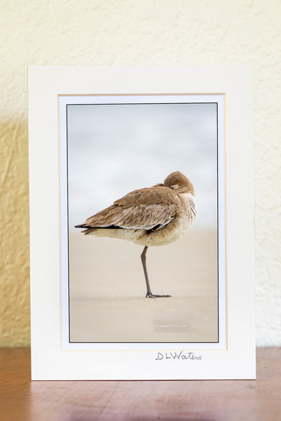 I photographed this Willet napping on a foggy moring on the beach at Cape Hatteras National Seashore, Outter Banks of NC.