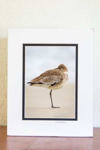 I photographed this Willet napping on a foggy moring on the beach at Cape Hatteras National Seashore, Outter Banks of NC.