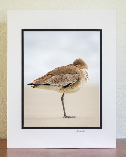 I photographed this Willet napping on a foggy moring on the beach at Cape Hatteras National Seashore, Outter Banks of NC.