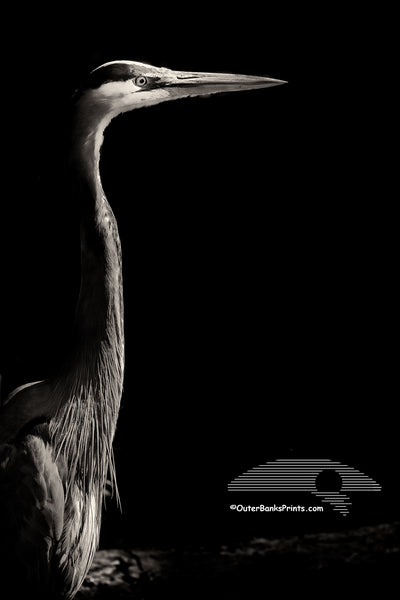 A Great Blue Heron emerging from the shadows on the Outer Banks of NC.