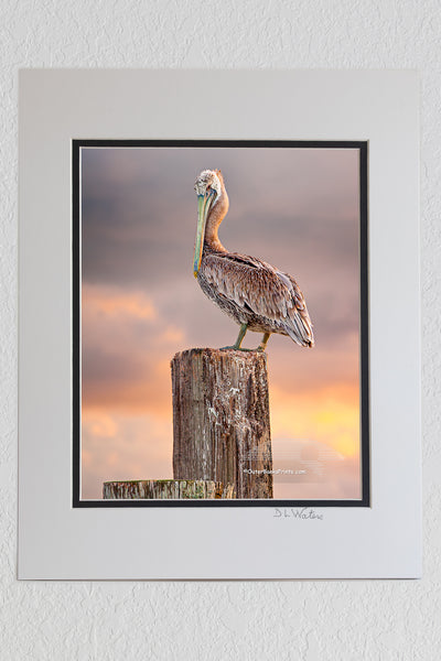 8 x 10 luster print in a 11 x 14 ivory and black double mat of A Brown pelican changing into its winter breeding plumage. Once it's finished molting its brown head will turn yellow. Photographed on Ocracoke Island North Carolina.