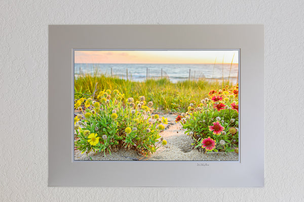 13 x 19 luster print in 18 x 24 ivory mat of These Gaillardia flowers grow like weeds in the sand on the Outer Banks. They are also known as Indian Blanket Flower, or Firewheel, and are locally known as Jo Bells.