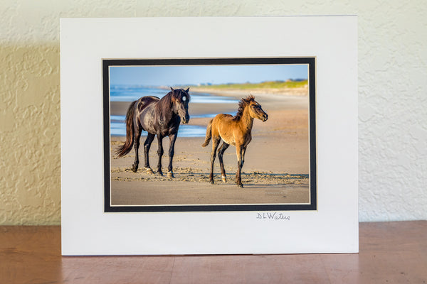 5x7 print in a 8x10 double map of Wild stallion and colt on the beach at Crolla Outer Banks NC.