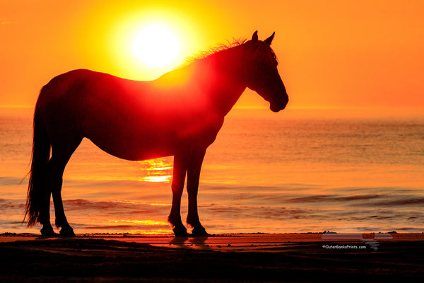 Wild horse silhouette on the beach in front of surf at sunrise in Corolla, NC on the Outer Banks.