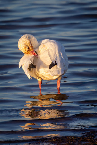 Snow goose preening at Pea Island Cape Hatteras National Seashore on the Outer Banks of North Carolina.