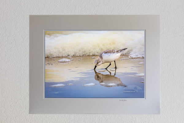 13 x 19 luster print in 18 x 24 ivory mat of Feeding sandpiper and seafoam on the Outer Banks in Corolla NC.