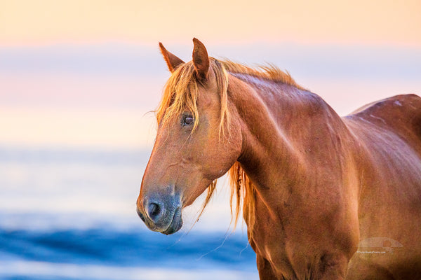 Wild horse on the beach in front of surf at sunrise in Corolla, NC on the Outer Banks.