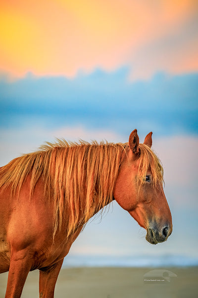 Wild horse on the beach in front of surf at sunrise in Corolla, NC on the Outer Banks.