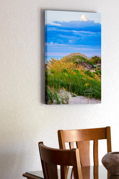 Sea oats and sand dunes at Coquina Beach in Cape Hatteras National Seashore on the Outer Banks of NC.
