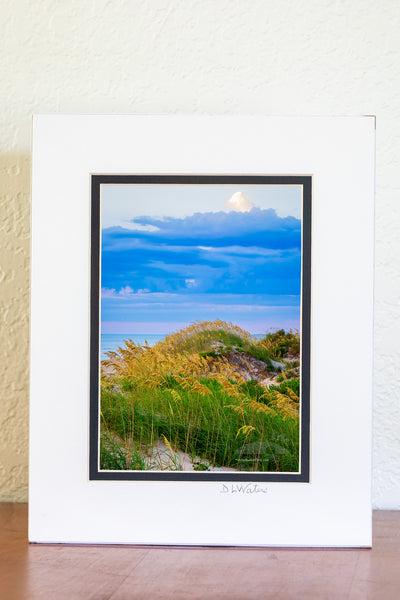 Sea oats and sand dunes at Coquina Beach in Cape Hatteras National Seashore on the Outer Banks of NC.