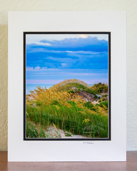 Sea oats and sand dunes at Coquina Beach in Cape Hatteras National Seashore on the Outer Banks of NC.