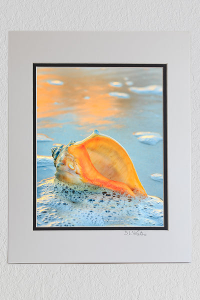 8 x 10 luster print in a 11 x 14 ivory and black double mat of A whelk shell in the seafoam at the beach on Hatteras Island.
