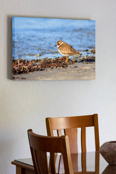 Semipalmated Plover photographed on the sound side of the Outer Banks at Oregon Inlet.