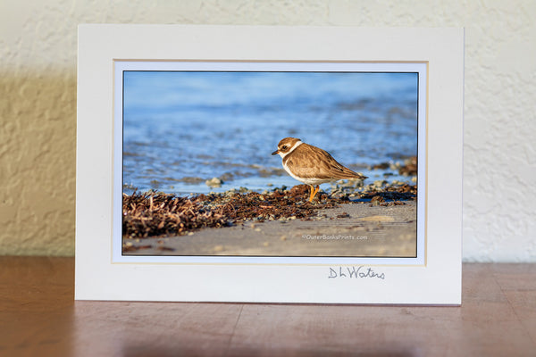 Semipalmated Plover photographed on the sound side of the Outer Banks at Oregon Inlet.