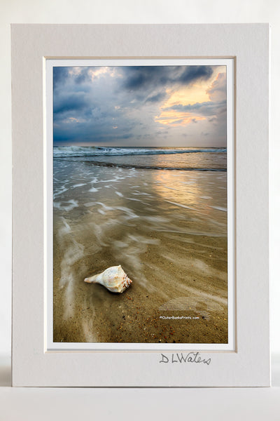4 x 6 luster print in a 5 x 7 ivory mat of Dramatic photo of a Whelk shell on a Outer Banks beach.