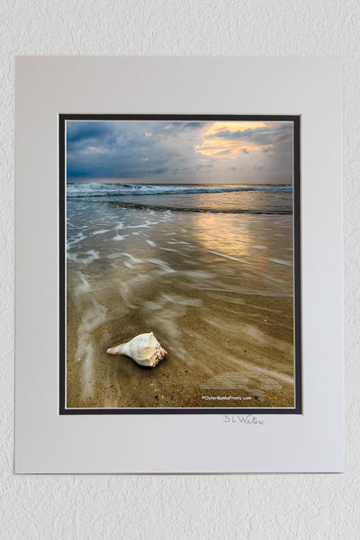 8 x 10 luster print in a 11 x 14 ivory and black double mat of Dramatic photo of a Whelk shell on a Outer Banks beach.