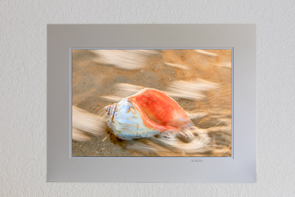 13 x 19 luster print in 18 x 24 ivory mat of Surf Swirling around a whelk shell on the Outer Banks of NC.