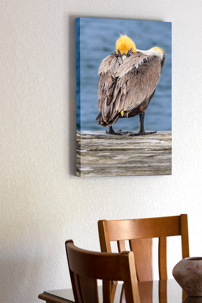 20"x30" x1.5" stretched canvas print hanging in the dining room of A Brown pelican in its winter breeding plumage. In the summer their yellow head turns brown. Photographed on Ocracoke Island North Carolina.