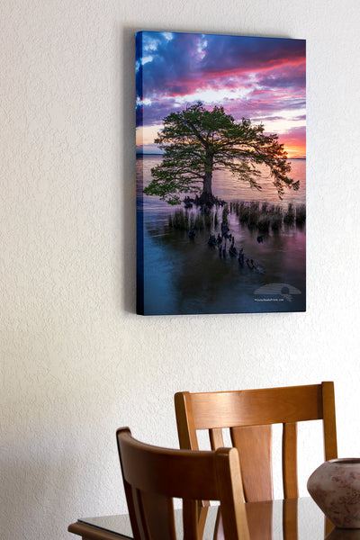 20"x30" x1.5" stretched canvas print hanging in the dining room of A stunning sunset over the Currituck Sound of a Cypress tree in Duck NC on the Outer Banks