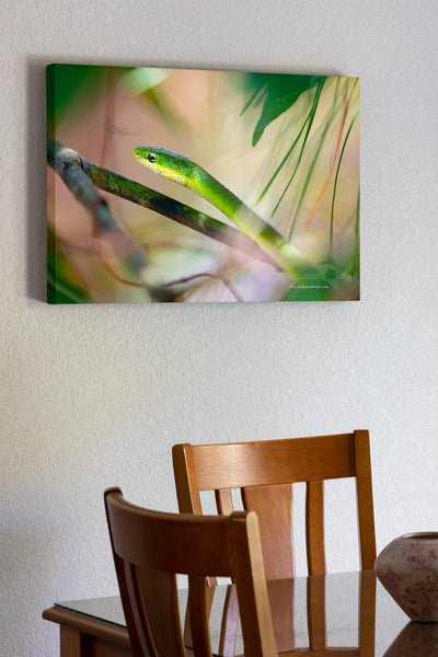 This Rough Green Snake was found climbing vegetation in a maritime forest on the Outer Banks of North Carolina. They are green camouflage coloring helps to conceal them from predators and prey. Rough green snakes are common in the coastal south eastern United States especially found near water.