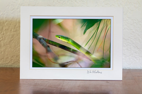 This Rough Green Snake was found climbing vegetation in a maritime forest on the Outer Banks of North Carolina. They are green camouflage coloring helps to conceal them from predators and prey. Rough green snakes are common in the coastal south eastern United States especially found near water.