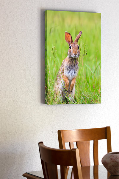 Cottontail rabbit munching tall grass along the road.