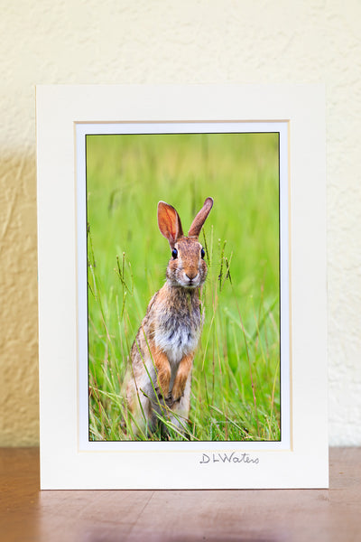 Cottontail rabbit munching tall grass along the road.