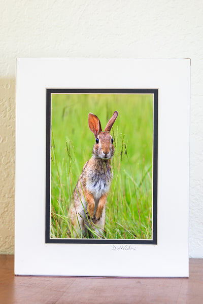 Cottontail rabbit munching tall grass along the road.