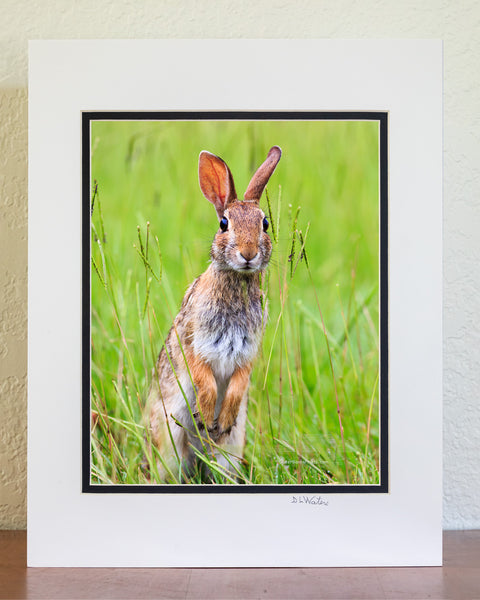 Cottontail rabbit munching tall grass along the road.