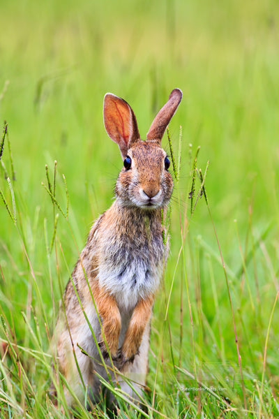 Cottontail rabbit munching tall grass along the road.