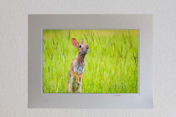Cottontail rabbit looking for its next meal.