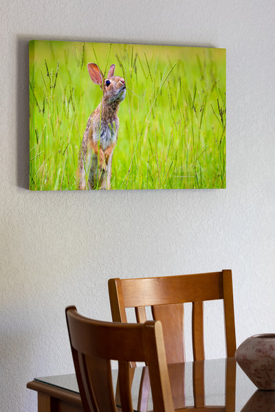 Cottontail rabbit looking for its next meal.