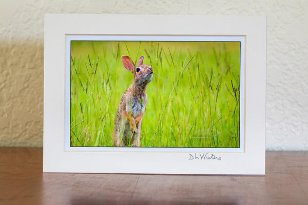 Cottontail rabbit looking for its next meal.