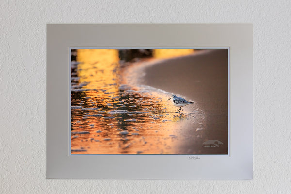 13 x 19 luster print in 18 x 24 ivory mat of Sandpiper with the colorful sunrise reflected in the surf at Avalon Fishing Pier in Kill Devil Hills on the Outer Banks of NC.