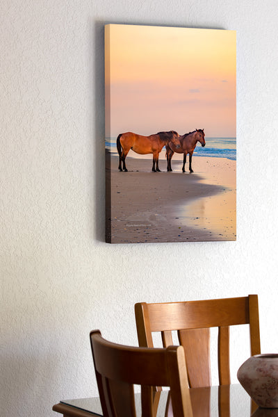 To wild horse is on the beach at sunrise on Carova Beach, Outer Banks of North Carolina