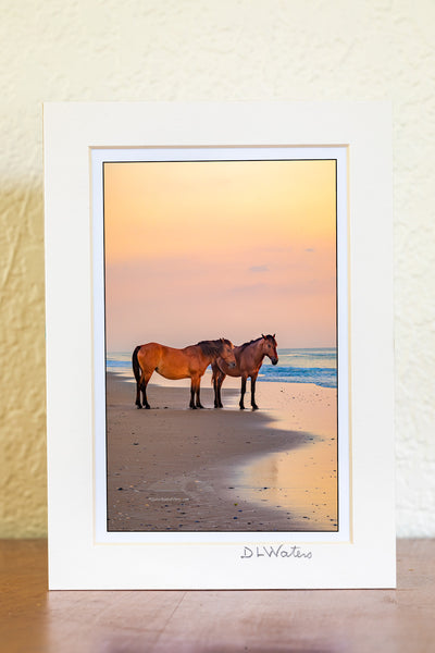 To wild horse is on the beach at sunrise on Carova Beach, Outer Banks of North Carolina