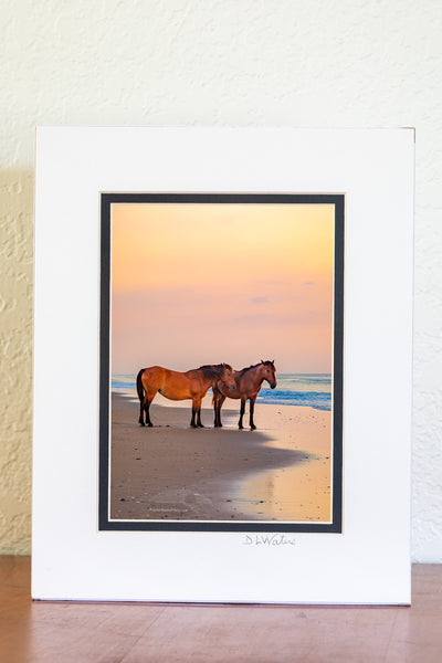 To wild horse is on the beach at sunrise on Carova Beach, Outer Banks of North Carolina