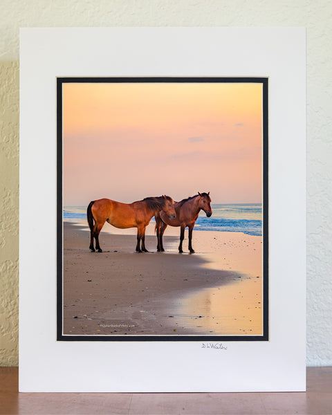 To wild horse is on the beach at sunrise on Carova Beach, Outer Banks of North Carolina
