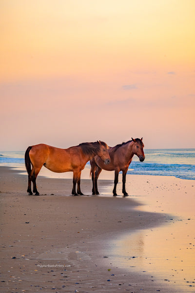 To wild horse is on the beach at sunrise on Carova Beach, Outer Banks of North Carolina