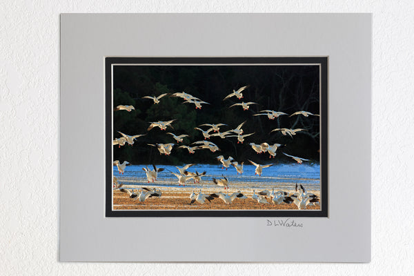5 x 7 luster prints in a 8 x 10 ivory and black double mat of Flock of snow geese landing on a snow covered field in lower Currituck county. Snow geese spend the winters in the southern United States and fly north to their breeding grounds in the arctic tundra in the Spring. There are an estimated 2 million snow geese that spend their winters along the Outer Banks. There used to be so many geese that Bodie Island Lighthouse had problems with flocks crashing into the lens.